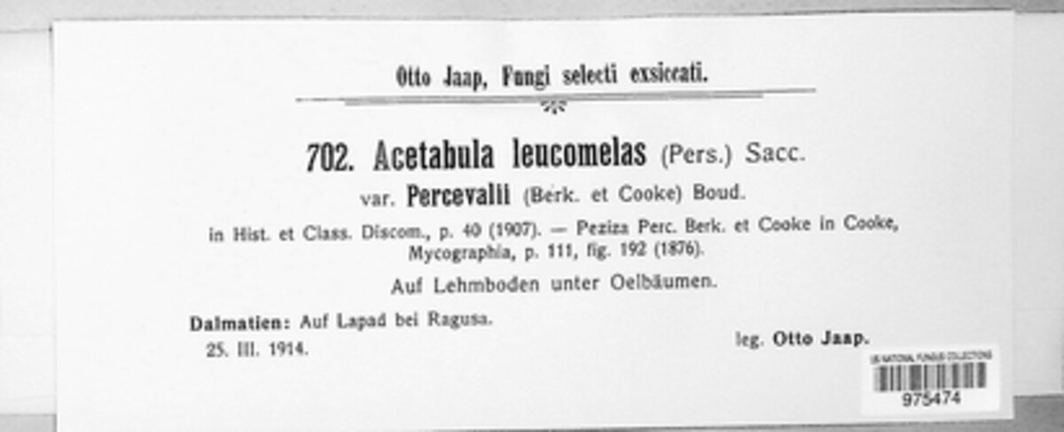 Acetabula leucomelas var. percevalii image